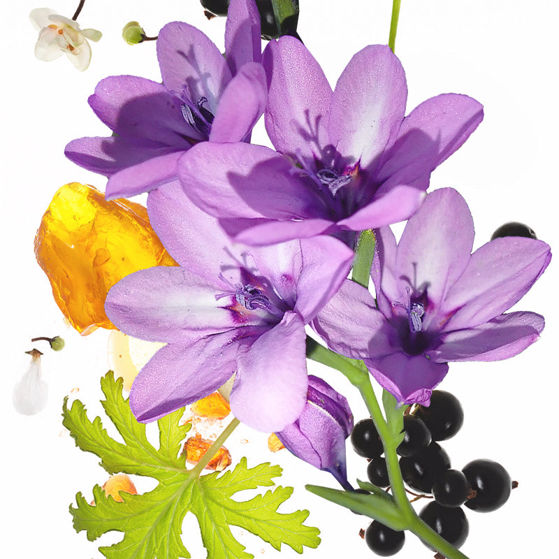 50ml KOEC Moon Violet Purple F - Perfume Fragrance Moisturizer ulasan dan harga
